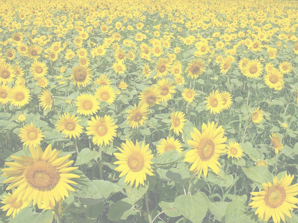 すべての花の画像 これまでで最高のひまわり 壁紙