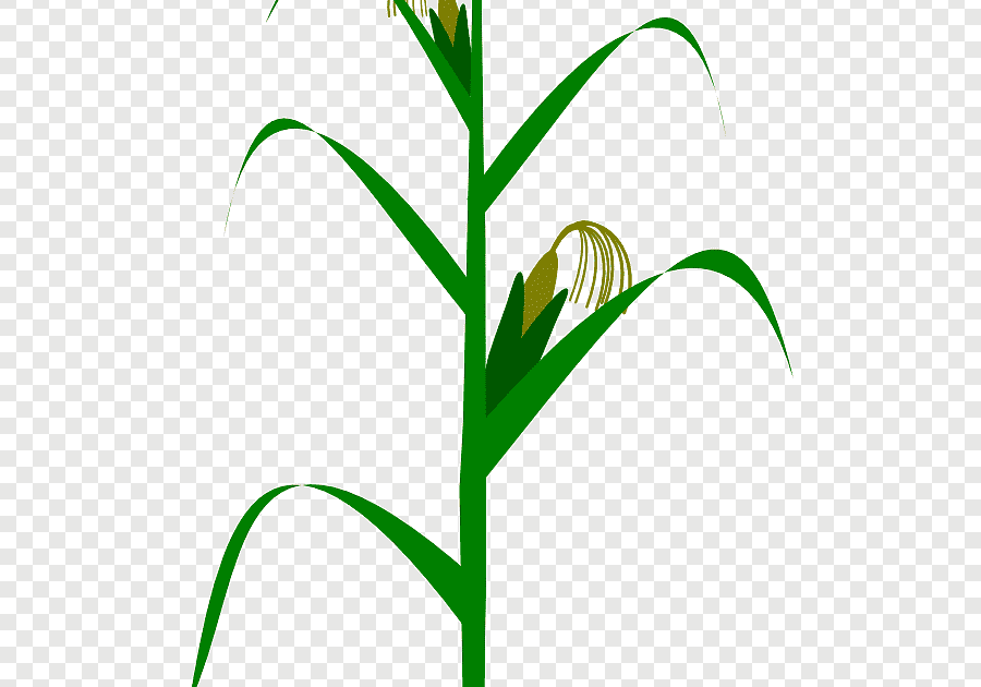 31+ Sketsa Bunga Jagung - BLOG BONTANG
