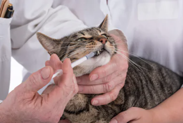  هل يمكن لأدوية القطط أن تعالج كوفيد-١٩  عند البشر؟