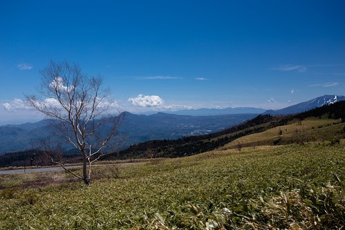 shibutoge_130512_4