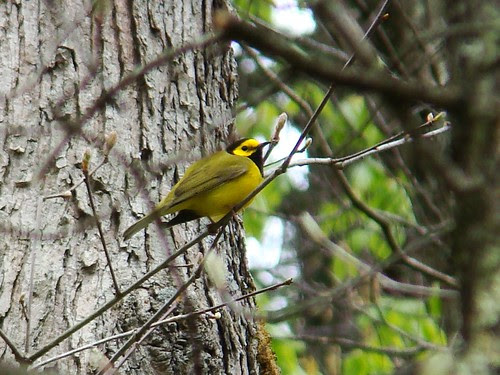 Hooded warbler