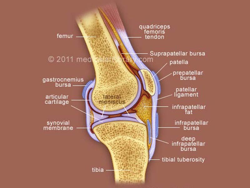 Cross Section Of A Bone Labeled - Structure Of Long Bone Animal Systems