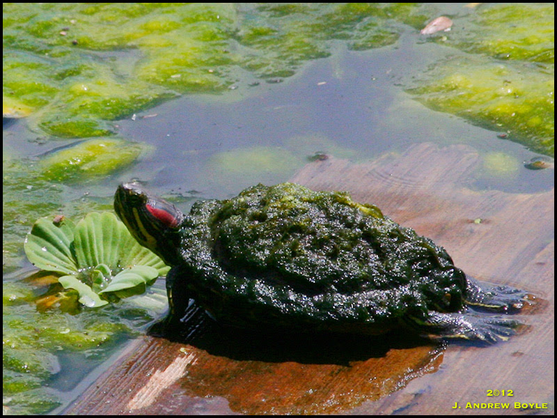 Red-eared Turtle