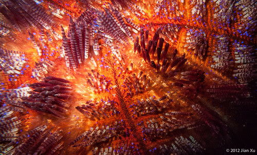 fire sea urchin