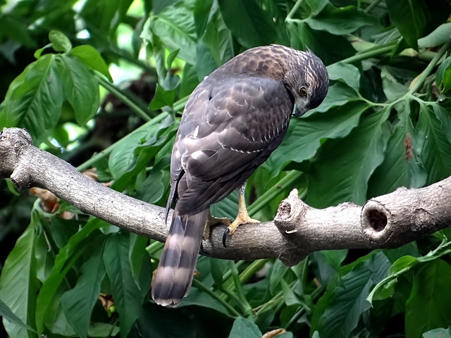 鳳頭蒼鷹/無限台南