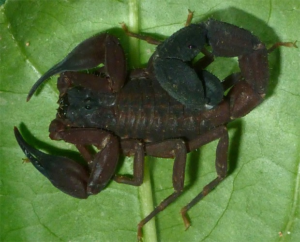 Um escorpião macho da espécie 'Tityus crassicauda' (Foto: Divulgação/Eric Ythier)