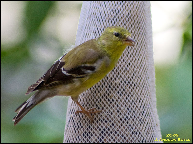 American Goldfinch