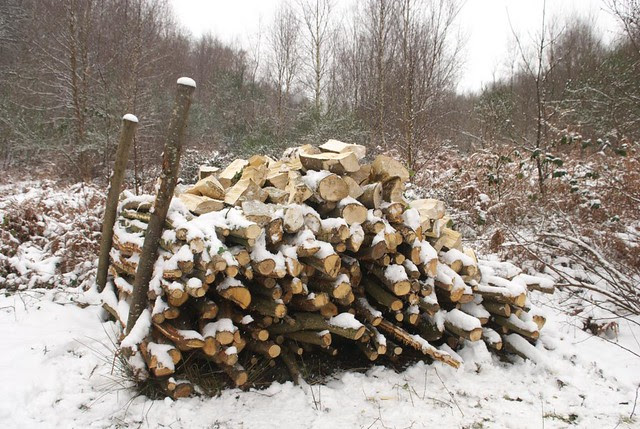 DSC_5539 logs and snow in the woods