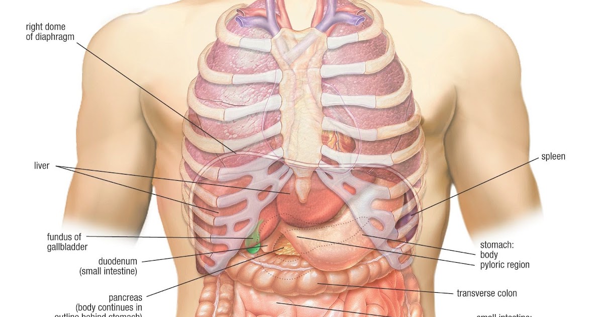 Human Anatomy Abdomen Pancreas - Life Educations