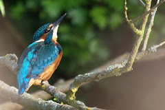 kingfisher01_neat