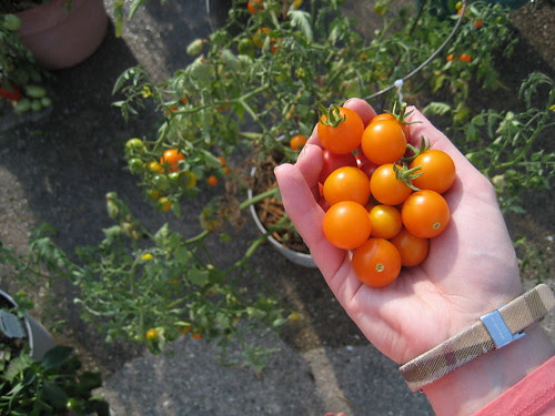 tomatoes from garden