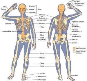 Human Bone Anatomy Back / Skeletal System Carlson Stock Art - Rami Stark