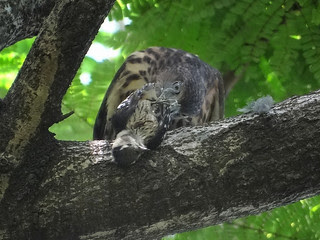 鳳頭蒼鷹/無限台南