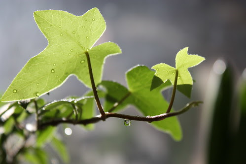 Ivy with droplets