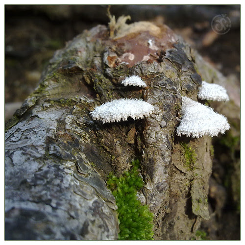 Hairy Mushie