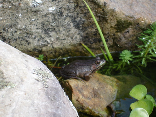 DSC00520