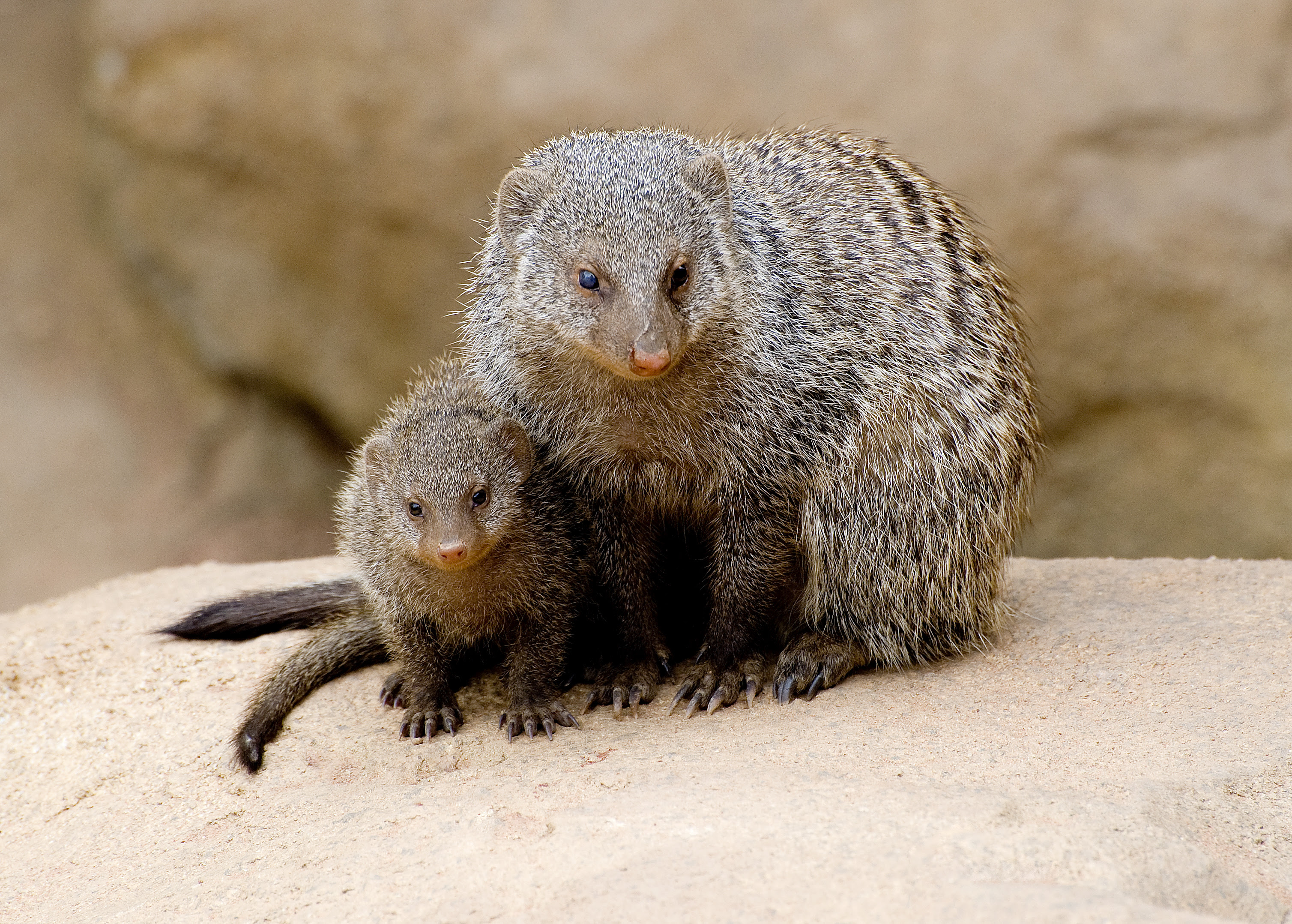 Мангуст полосатый/Banded Mongoose