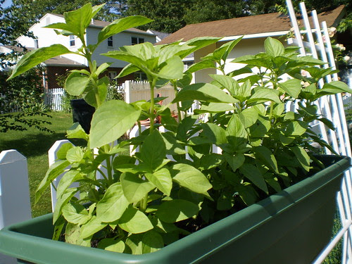 Lime basil