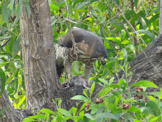 鳳頭蒼鷹/無限台南