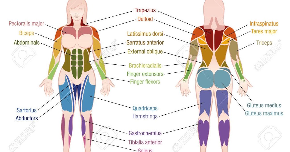 Diagram Of Female Back / Female Muscle Diagram Andre Noel Potvin