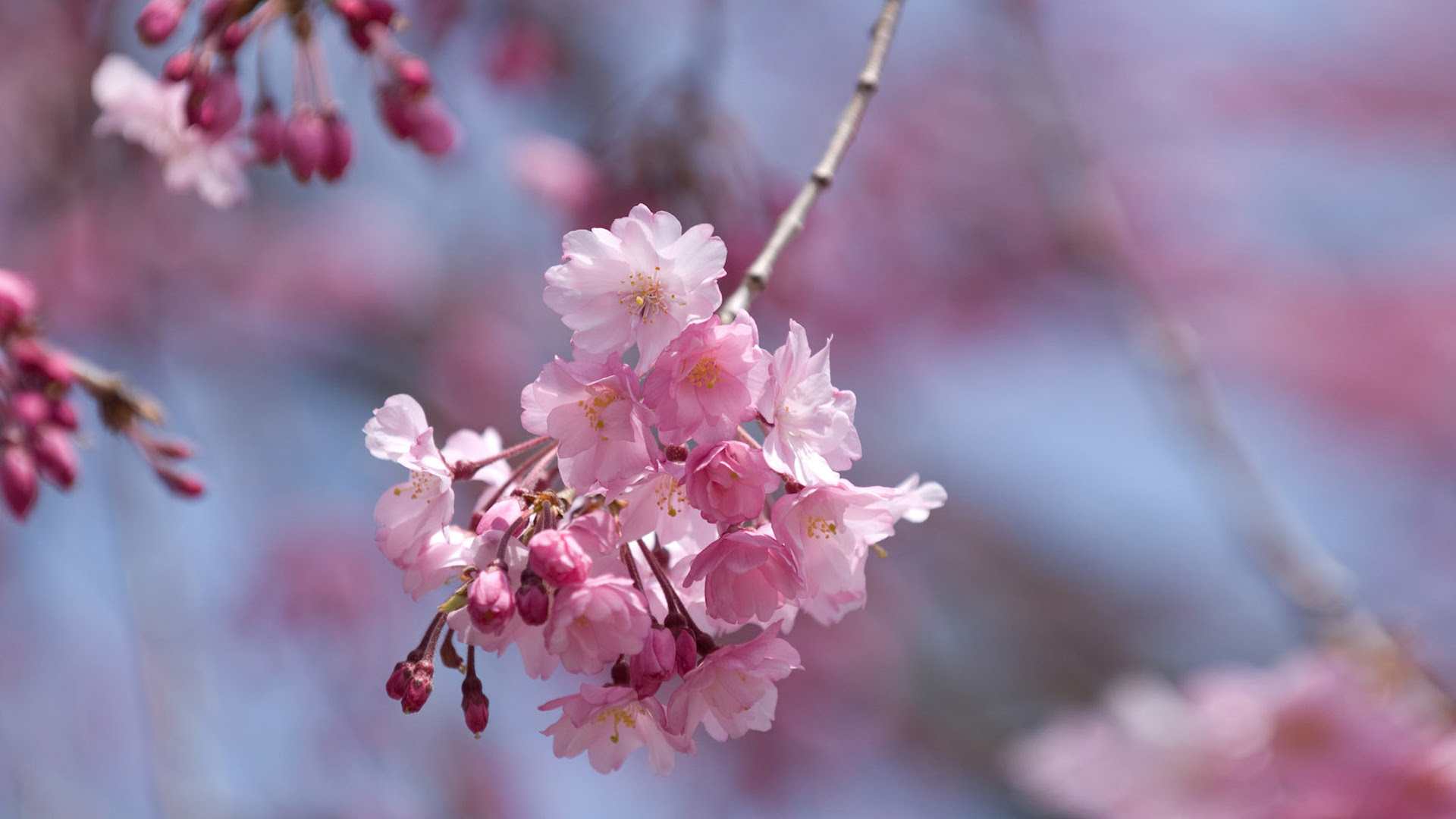 Inspirational Beautiful Flowers Full Hd Images Top Collection Of