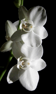 Нежная белая орхидея