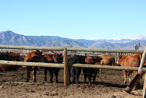 Cows