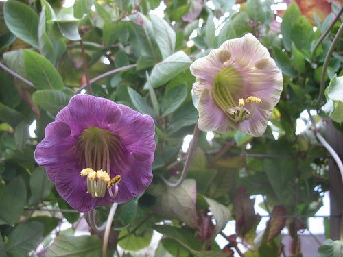 Cobaea scandens
