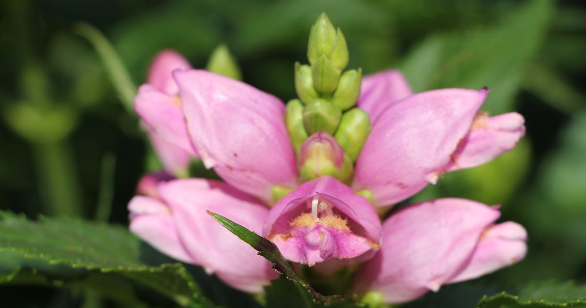 49+ großartig Foto MdrGarten.de Geranium Blühwunder