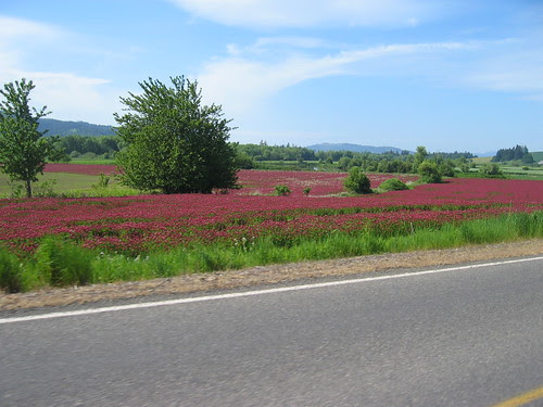 Red Clover on Fern Hill