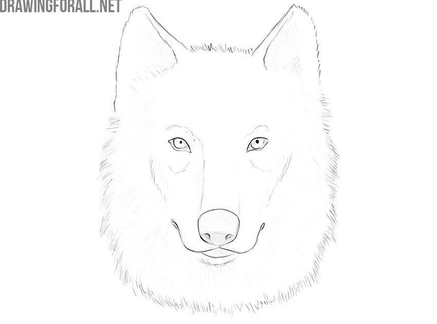コンプリート！ easy half wolf face drawing 108255