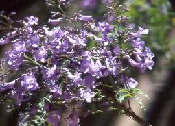 http://www.alconet.com.ar/varios/mitologia/mitos/fotoflorjacaranda.jpg