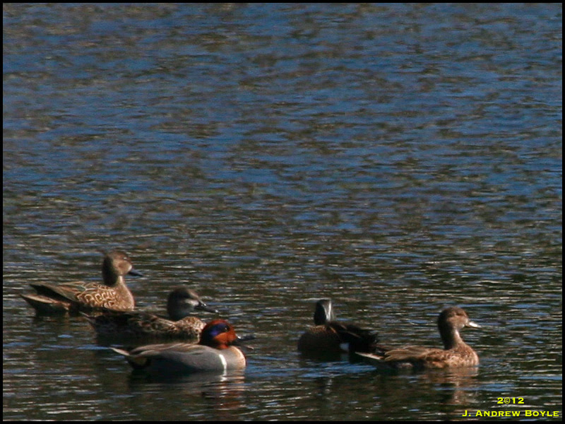 Green-winged Teal Green-winged Teal