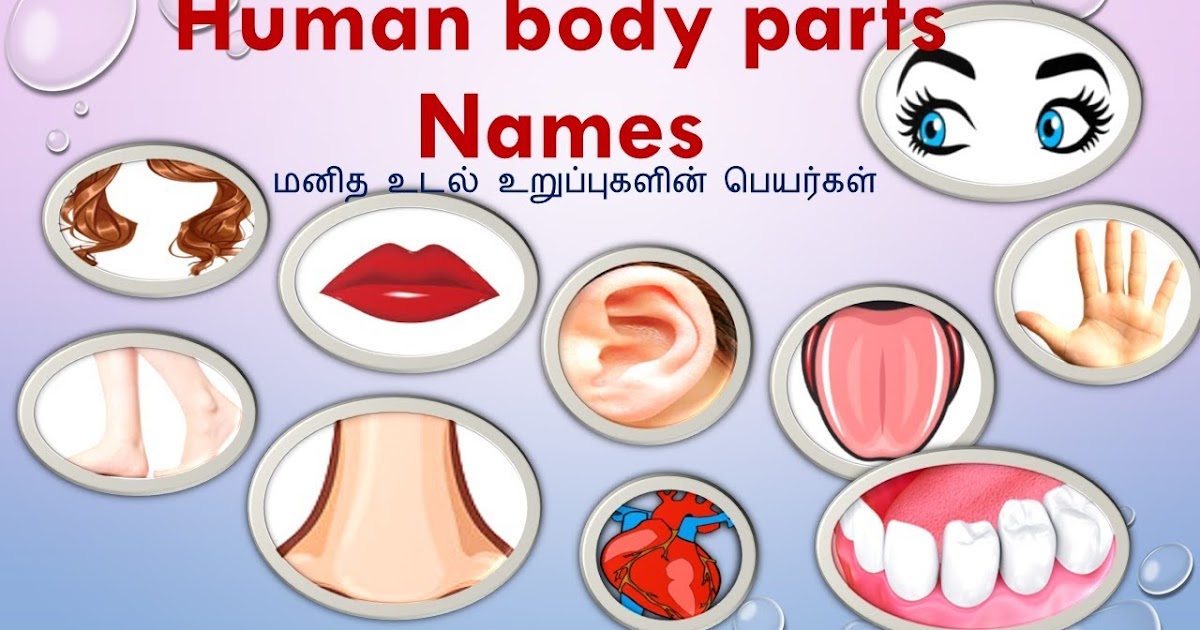 Body Parts Tamil - Body Parts Meaning In Tamil Physical Meaning In