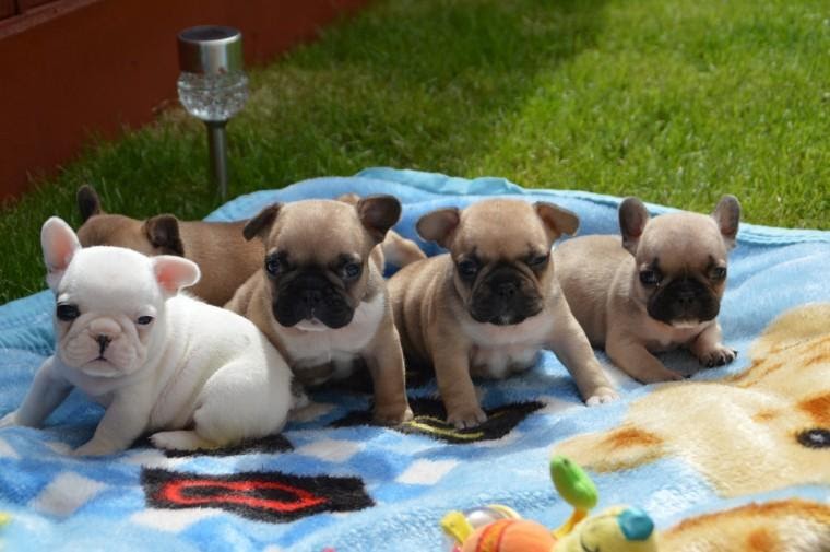 French Bulldog Puppies For Sale Johannesburg Home Both