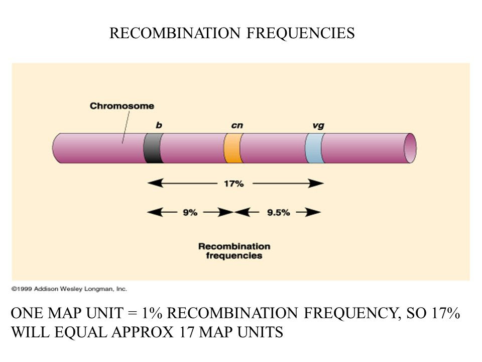 calculating-recombination-frequency-map-units-vrogue-co