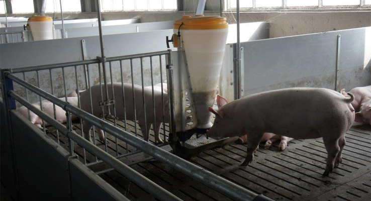 Pig Farming In Rwanda - Rwanda 24
