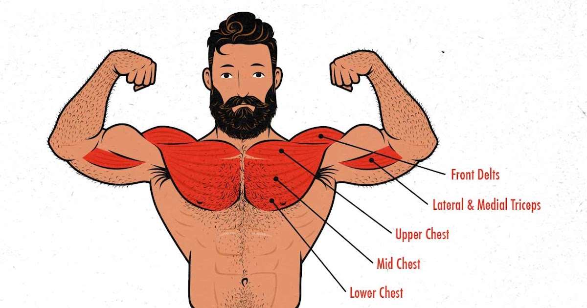Male Chest Muscles Diagram / The Ultimate Chest Workout For Building