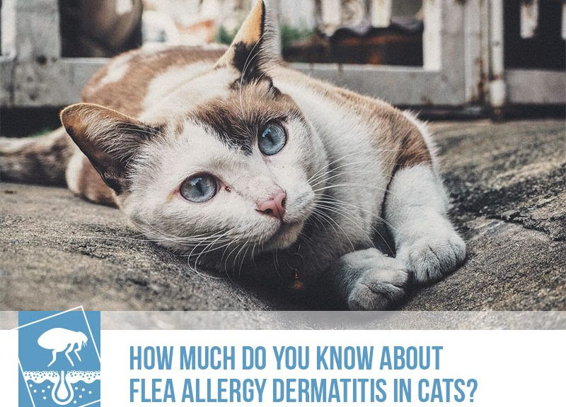 Cat Flea Allergy Dermatitis Pictures