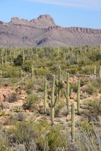 Cactusaguaro National Park Cactus Forest Drive Saguaro nation