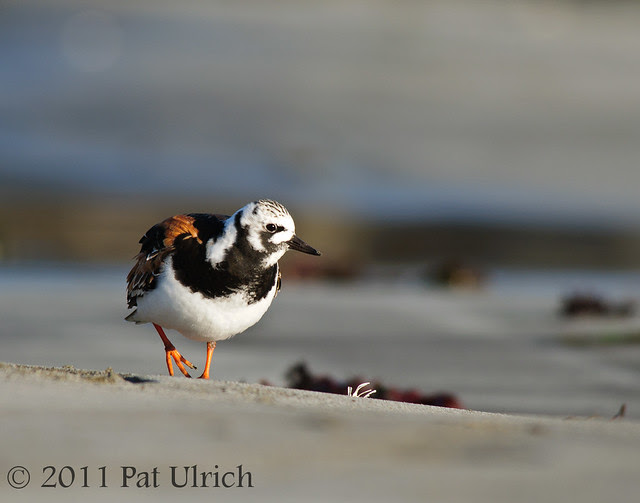 Ruddy turnstone in summer colors - Pat Ulrich Wildlife Photography