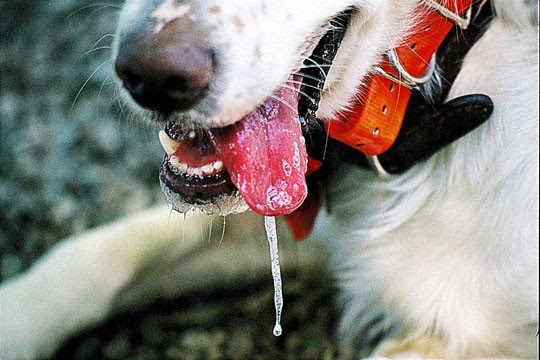 Rabies: Know Me!: SIGNS AND SYMPTOMS OF A RABID ANIMAL