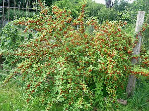 goumi plants growing shrubs nitrogen fixing garden burnt ridge fruit trees artichokes berries nursery credit mama being green yards