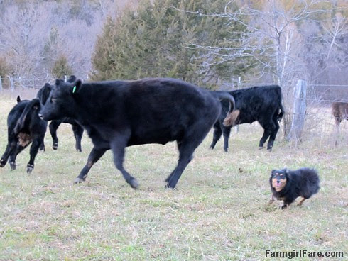 Lucky Buddy Bear, ace cattle dog (5) - FarmgirlFare.com