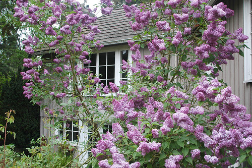 garden 2007