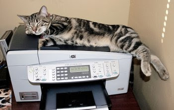 cat in the office