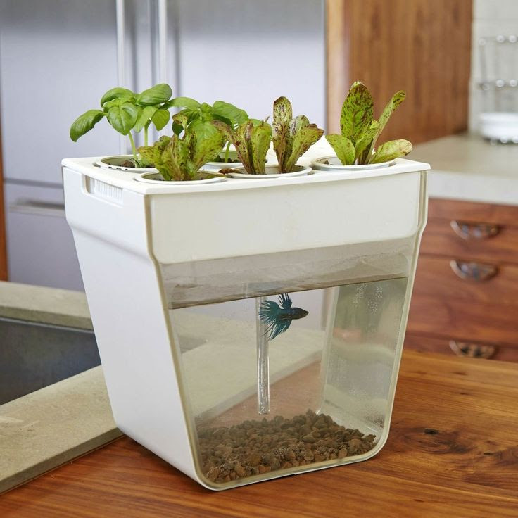 Learn to aquaponic: This is home aquaponics kit