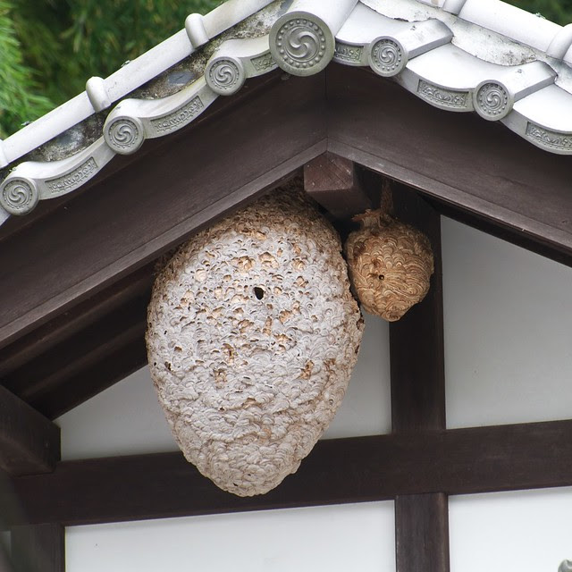 Japanese hornets nests