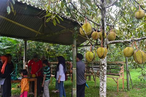 gambar menanam durian pekarangan rumah teknik tumpang sari