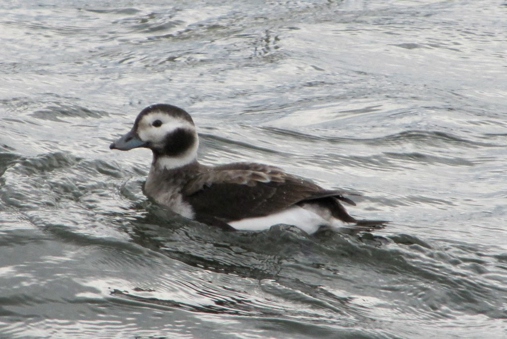 Long-tailed Duck